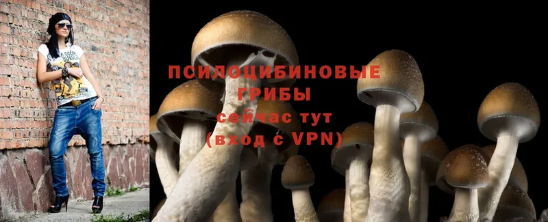 Галлюциногенные грибы Psilocybe  MEGA ССЫЛКА  даркнет клад  Родники 